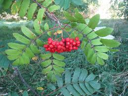 Attēlu rezultāti vaicājumam “Sorbus”