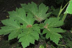 Attēlu rezultāti vaicājumam “Heracleum sphondylium subsp. sibiricum leaf”