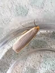 Attēlu rezultāti vaicājumam “Cribraria argillacea young”