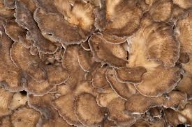 Attēlu rezultāti vaicājumam “Grifola frondosa”