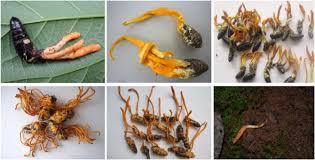 Attēlu rezultāti vaicājumam “Cordyceps militaris”