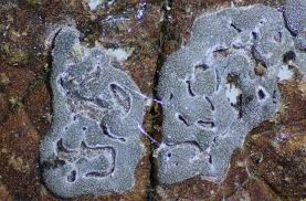 Attēlu rezultāti vaicājumam “Didymium serpula”