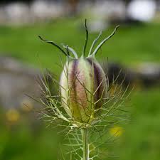 Image result for Nigella damascena