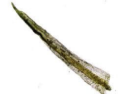 Attēlu rezultāti vaicājumam “Didymodon tophaceus”