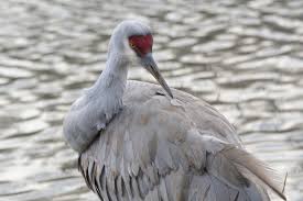 Image result for Grus canadensis