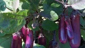 Afbeeldingsresultaat voor slim jim eggplant