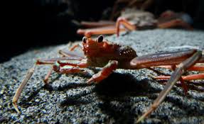 Image result for Chionoecetes opilio