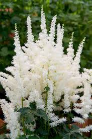 Image result for Astilbe