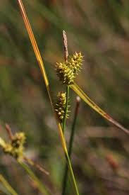 Attēlu rezultāti vaicājumam “Carex viridula flower”