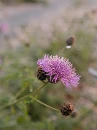 Attēlu rezultāti vaicājumam “Centaurea scabiosa flower”