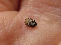 Attēlu rezultāti vaicājumam “Anthrenus scrophulariae”