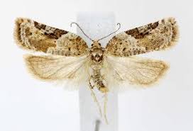 Attēlu rezultāti vaicājumam “Acleris bergmanniana”