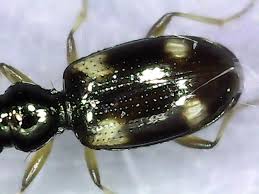 Attēlu rezultāti vaicājumam “Bembidion quadrimaculatum”