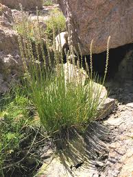 Attēlu rezultāti vaicājumam “Triglochin maritimum flower”