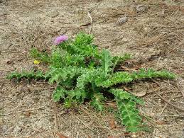 Attēlu rezultāti vaicājumam “Cirsium acaule leaf”