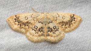 Attēlu rezultāti vaicājumam “Cyclophora annularia”