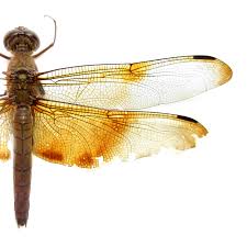 Attēlu rezultāti vaicājumam “Langermania gigantea”