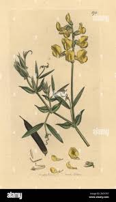 Attēlu rezultāti vaicājumam “Lathyrus pratensis”