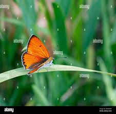 Attēlu rezultāti vaicājumam “Lycaena dispar male”