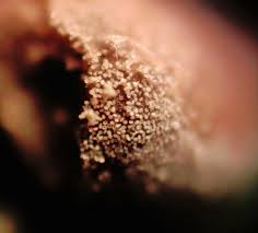 Attēlu rezultāti vaicājumam “Enteridium variabile macro”