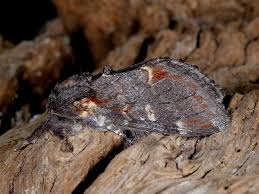 Attēlu rezultāti vaicājumam “Notodonta dromedarius”