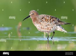Attēlu rezultāti vaicājumam “Calidris ferruginea”