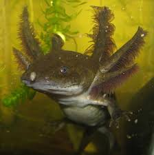 Attēlu rezultāti vaicājumam “Diderma tigrinum young”