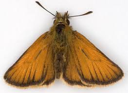 Attēlu rezultāti vaicājumam “Thymelicus lineola male”