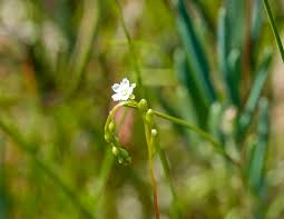 Attēlu rezultāti vaicājumam “Drosera rotundifolia flower”