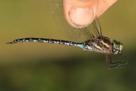 Attēlu rezultāti vaicājumam “Aeshnidae”