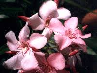 Attēlu rezultāti vaicājumam “Apocynaceae”