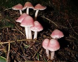 Attēlu rezultāti vaicājumam “Mycena rosella”