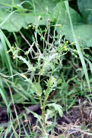 Attēlu rezultāti vaicājumam “Senecio vulgaris leaf”