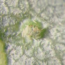 Attēlu rezultāti vaicājumam “Vasates quadripedes”