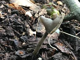 Attēlu rezultāti vaicājumam “Helvella atra”