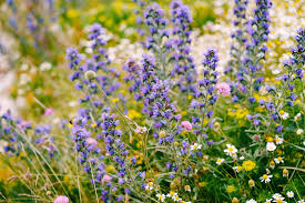 Attēlu rezultāti vaicājumam “Echium vulgare”