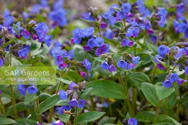 Attēlu rezultāti vaicājumam “Pulmonaria angustifolia flower”