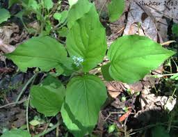 Attēlu rezultāti vaicājumam “Circaea alpina”