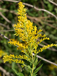 Attēlu rezultāti vaicājumam “Solidago virgaurea flower”