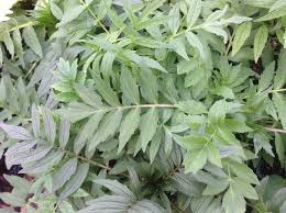 Image result for Valeriana officinalis