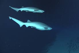 Image result for Hexanchus griseus