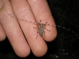 Attēlu rezultāti vaicājumam “Acanthocinus aedilis”