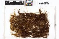 Attēlu rezultāti vaicājumam “Scorpidium cossonii”