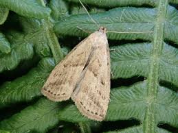 Attēlu rezultāti vaicājumam “Hypenodes humidalis”