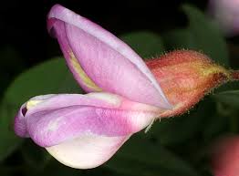 Attēlu rezultāti vaicājumam “Robinia neomexicana”