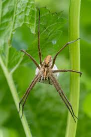 Attēlu rezultāti vaicājumam “Pisaura mirabilis female”