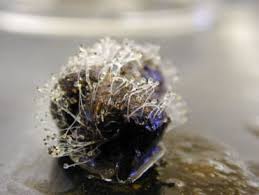 Attēlu rezultāti vaicājumam “Pilobolus crystallinus”