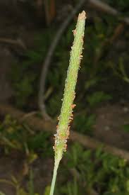 Attēlu rezultāti vaicājumam “Alopecurus aequalis”