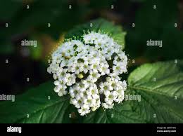 Attēlu rezultāti vaicājumam “Viburnum lantana  flower”