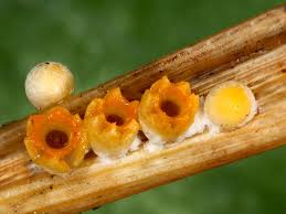 Attēlu rezultāti vaicājumam “Sphaerobolus stellatus”